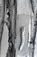 Image of flatheaded fir borer