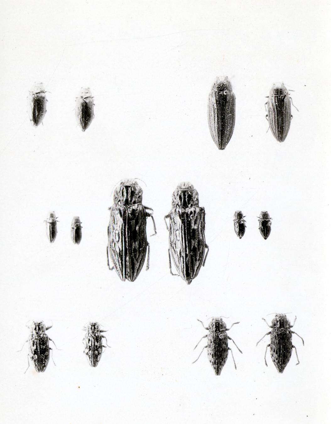 Imagem de Chalcophora angulicollis (Le Conte 1857)