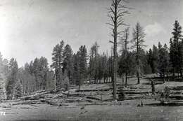 Image of Mountain Pine Beetle