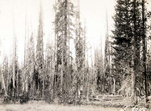 Image of Mountain Pine Beetle