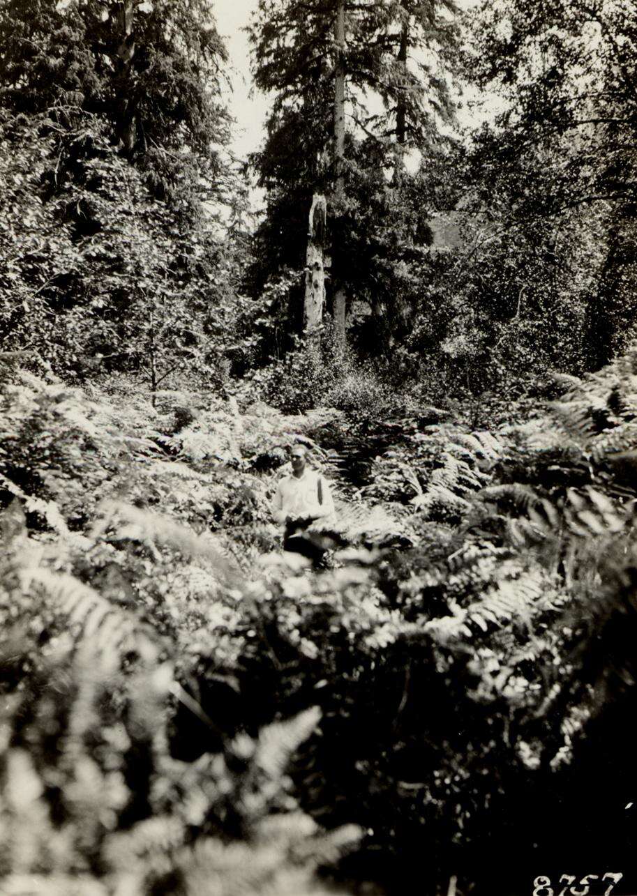 Image of Hemlock Looper