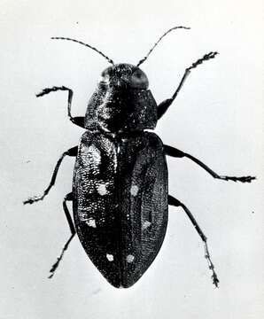 Image of flatheaded fir borer