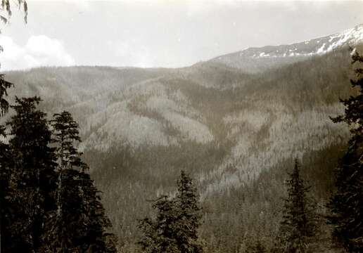 Image of Mountain Pine Beetle