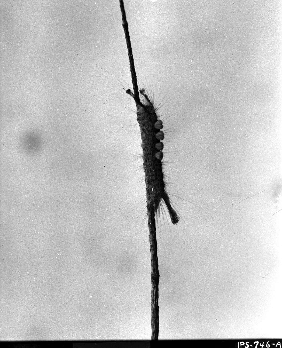 Imagem de Hemerocampa pseudotsugata McDunnough 1921