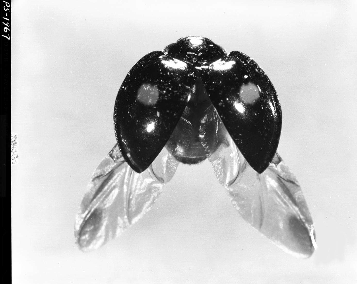 Image of Twice-stabbed Lady Beetles