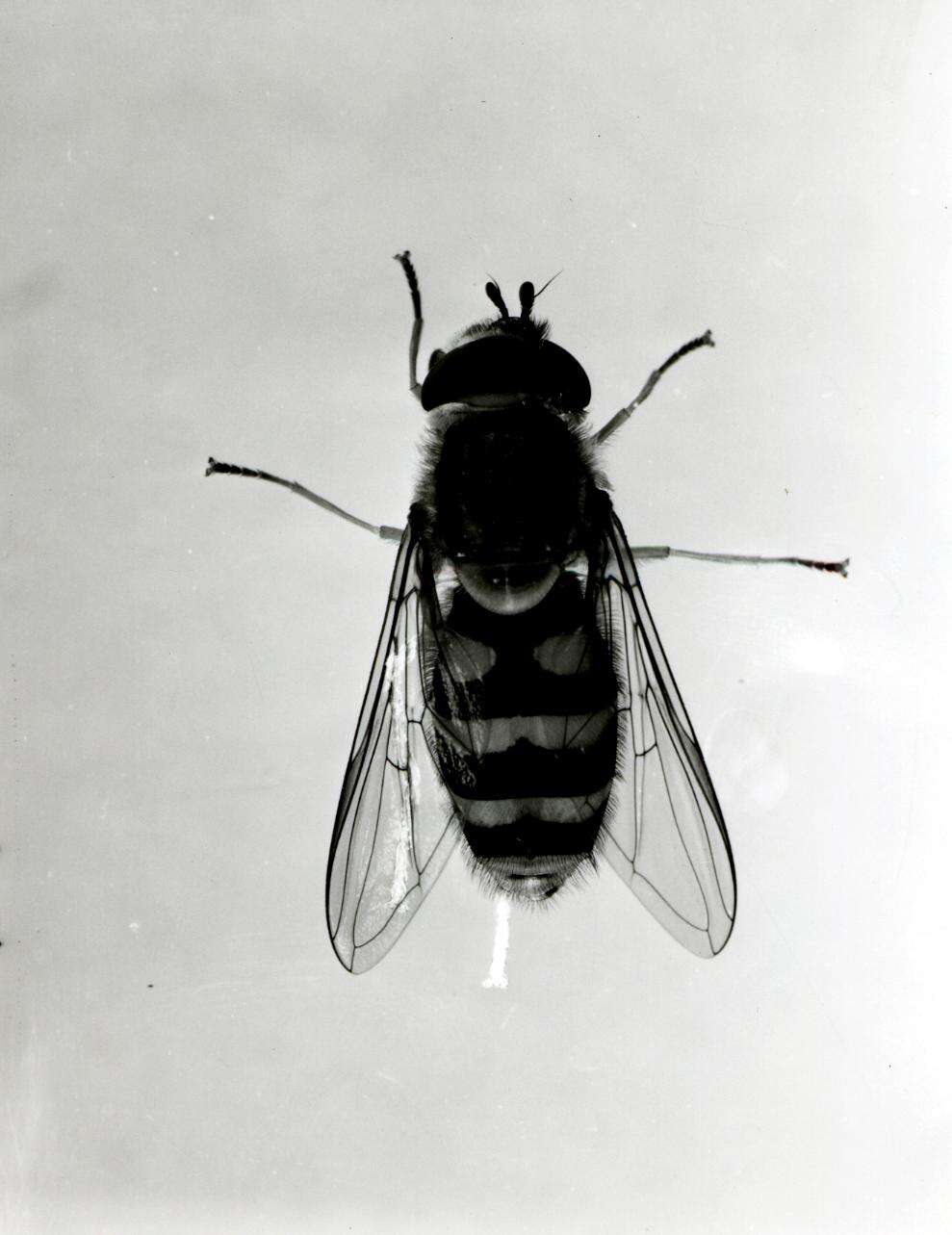 Image of Syrphus vitripennis Meigen 1822