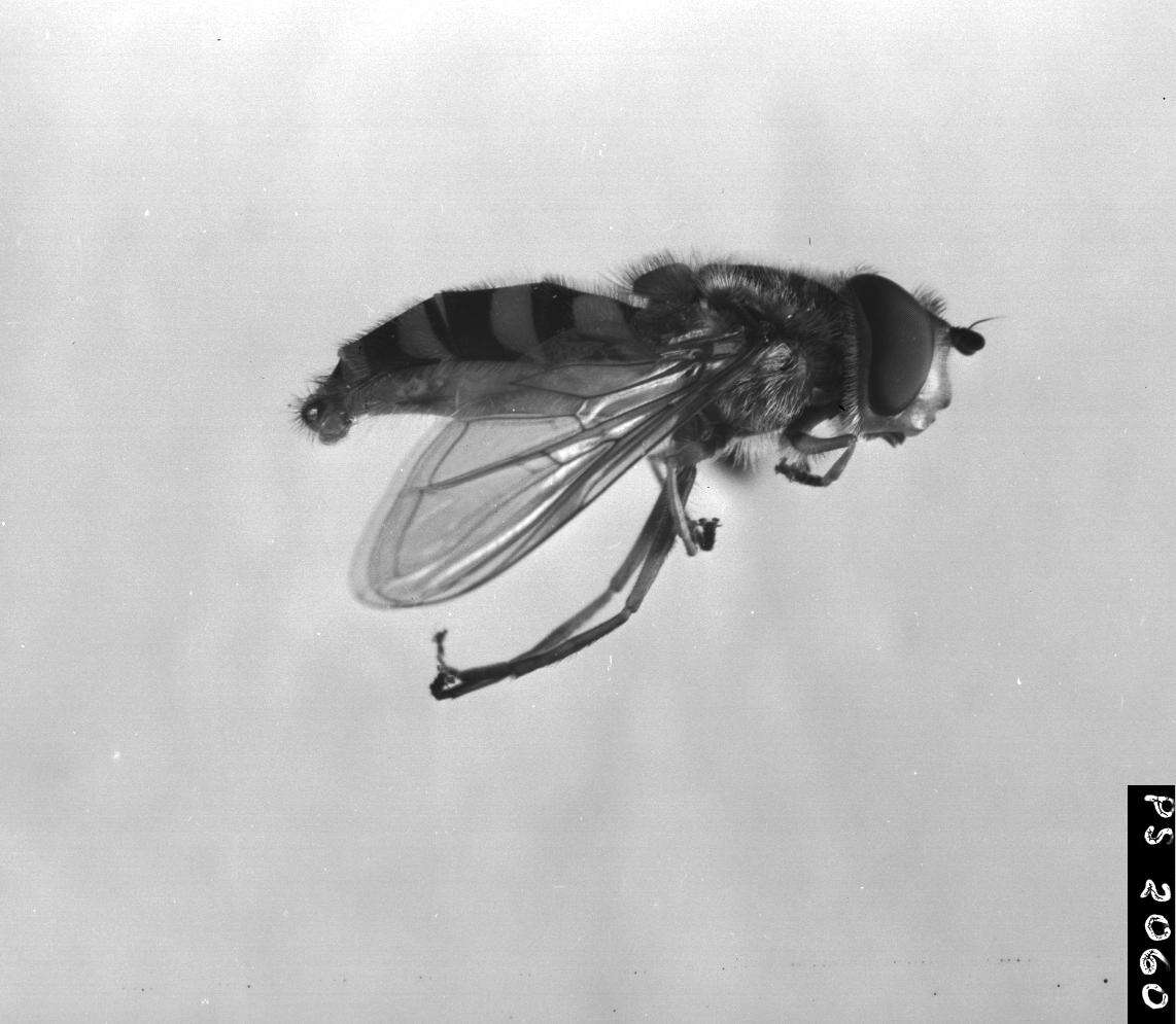 Image of Syrphus vitripennis Meigen 1822