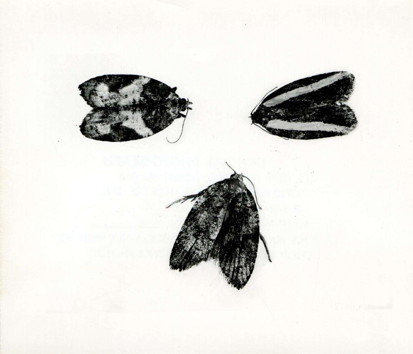 Image of Acleris