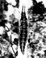 Image of brown lacewings