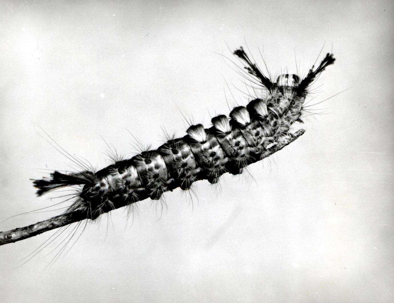 Imagem de Hemerocampa pseudotsugata McDunnough 1921