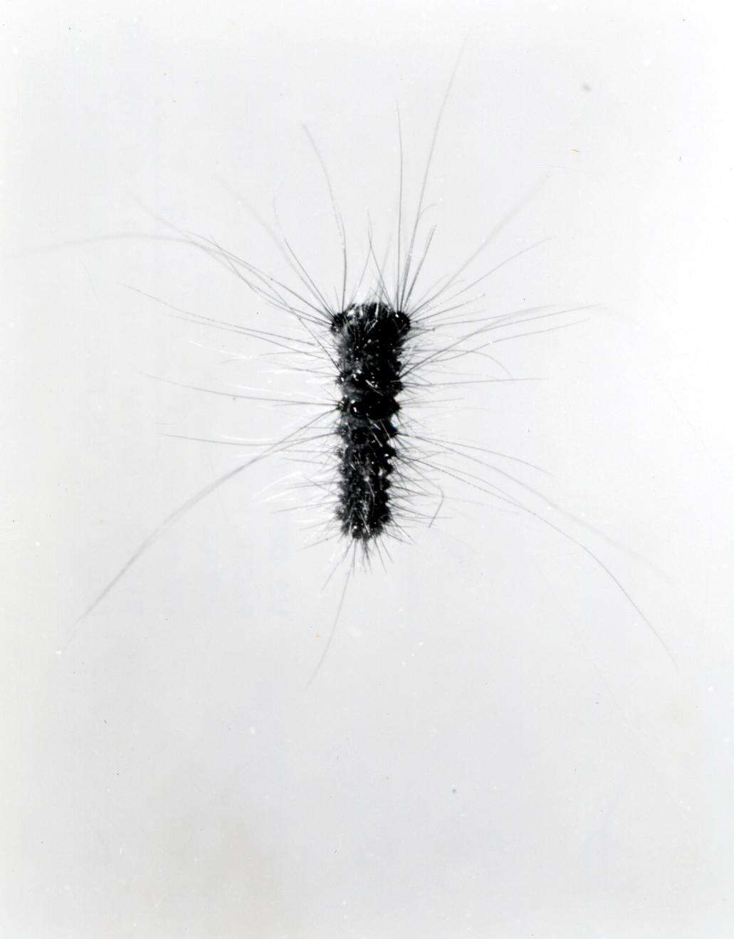 Imagem de Hemerocampa pseudotsugata McDunnough 1921