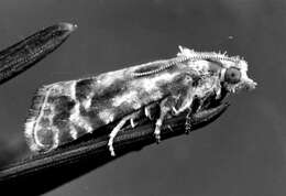 Image of European pine shoot moth