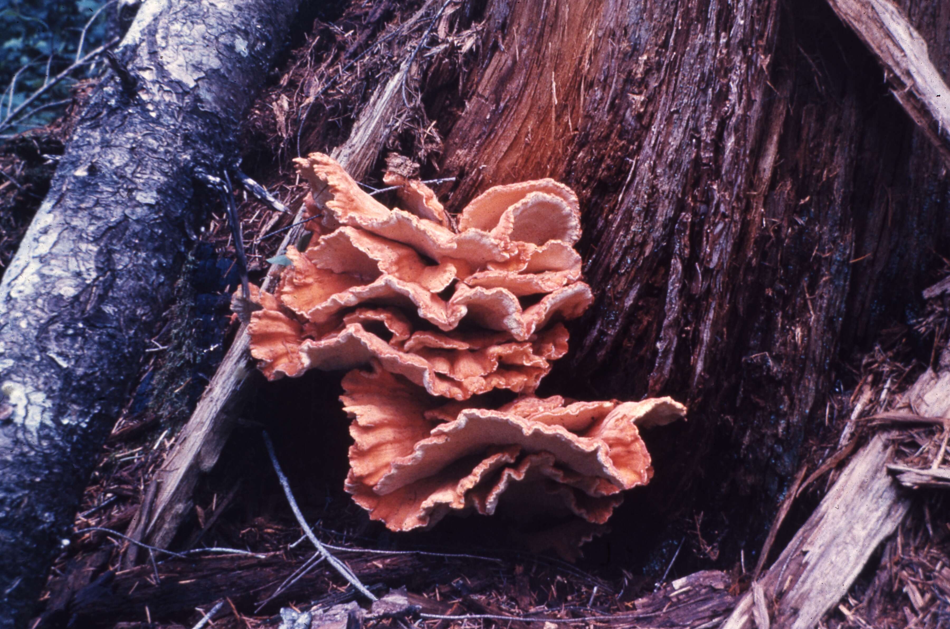 Image of Bracket Fungus