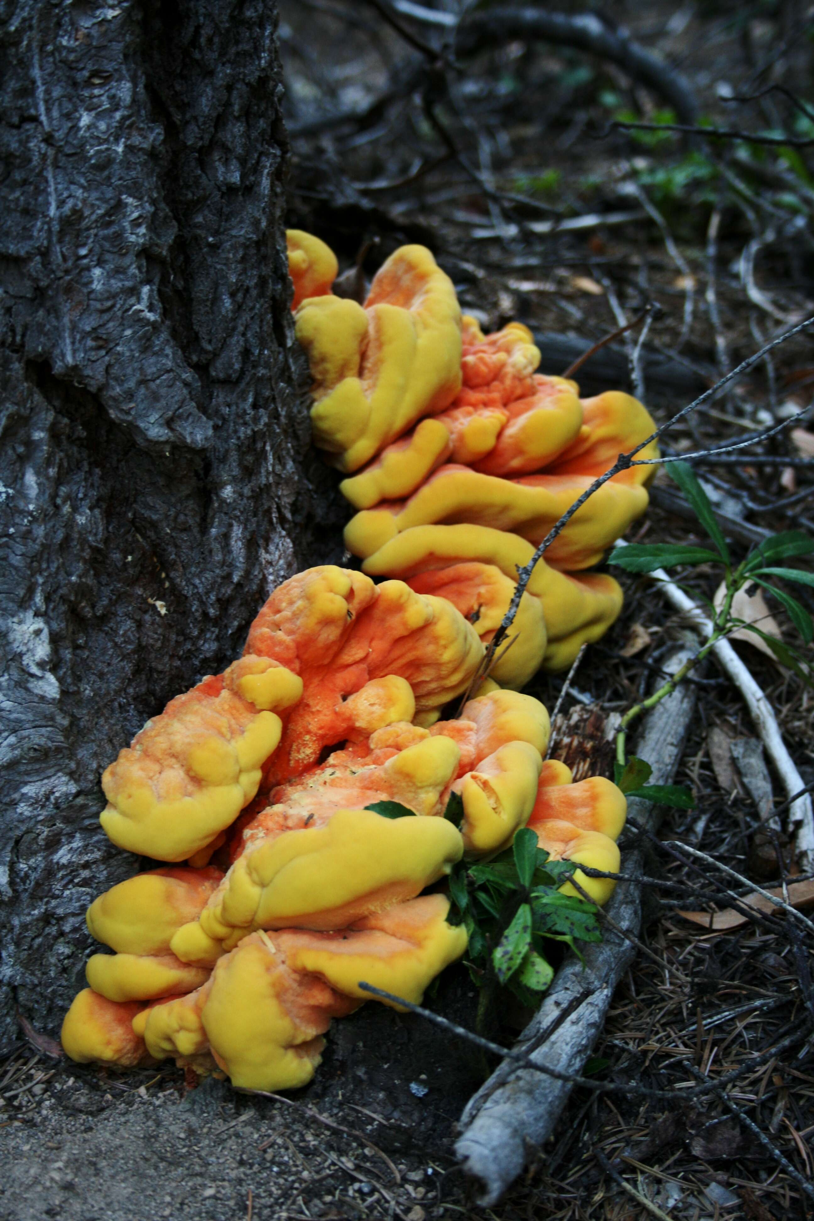 Image of Bracket Fungus