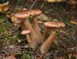 Image of Armillaria ostoyae (Romagn.) Herink 1973