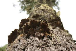 Image of Pine bracket