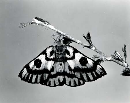 Image of Western Sheepmoth