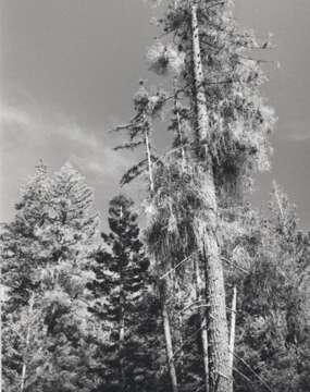 Image of dwarf mistletoe