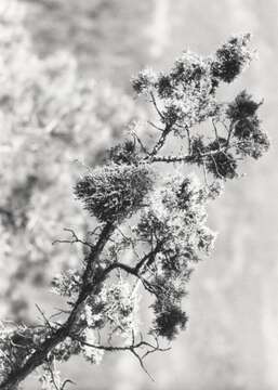 Image of dwarf mistletoe