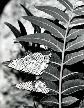 Image of Walnut Caterpillar Moth