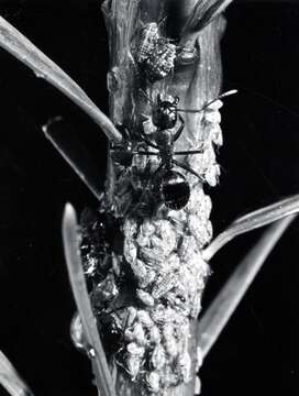 Image of Giant Conifer Aphids