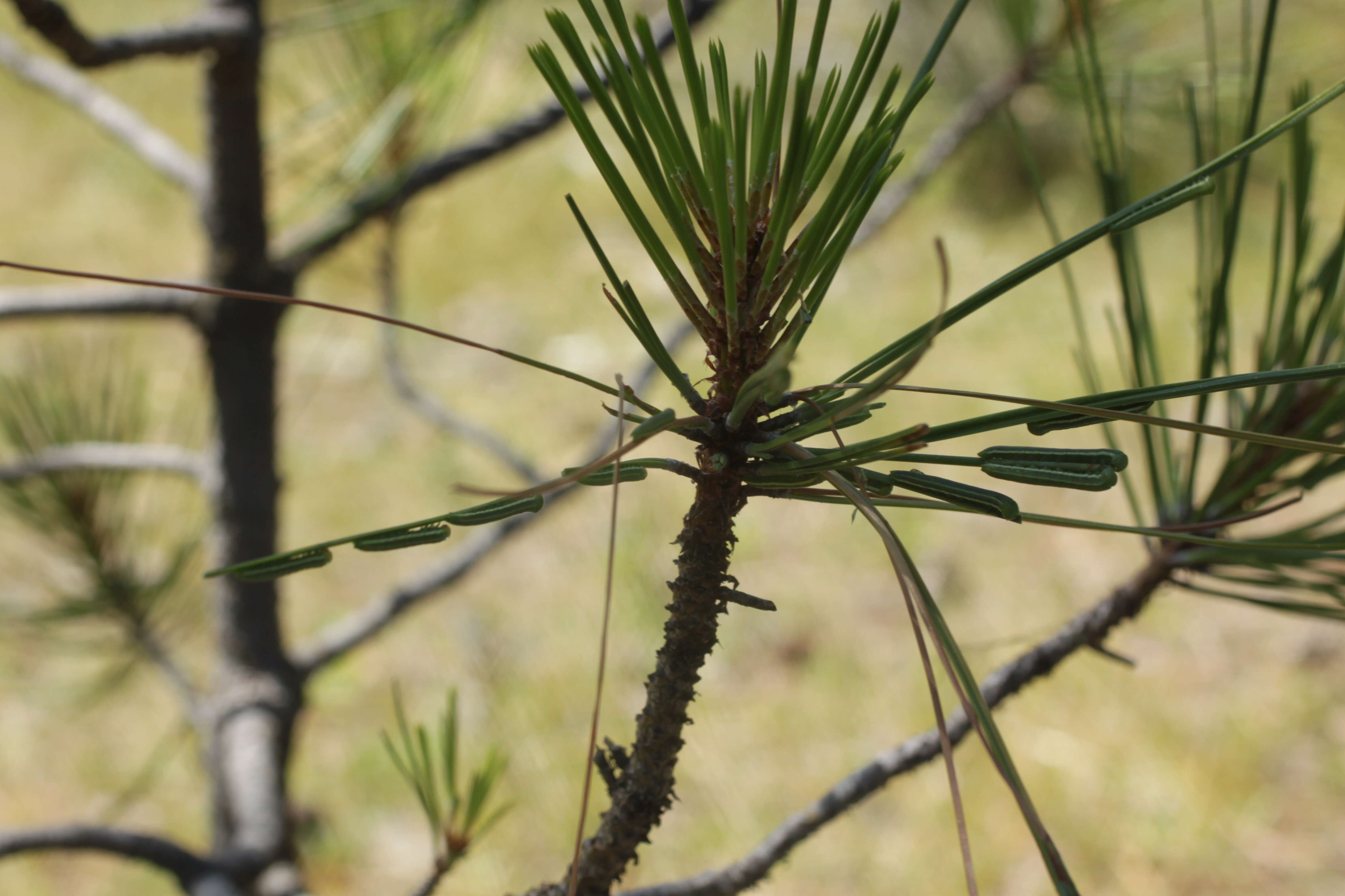Image of Pine White
