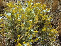 Image of Pine White
