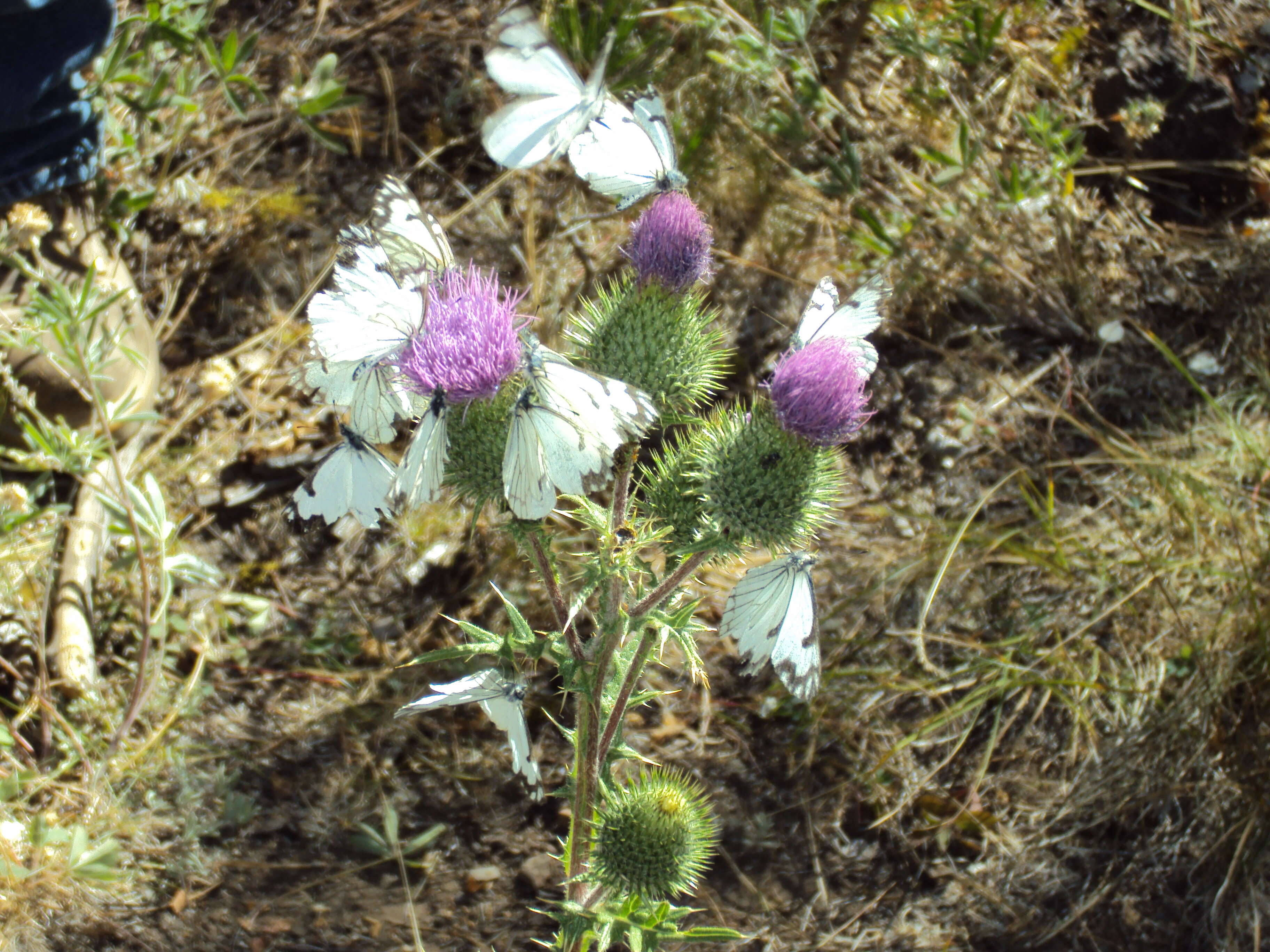 Image of Pine White