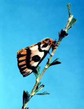 Image of Western Sheepmoth