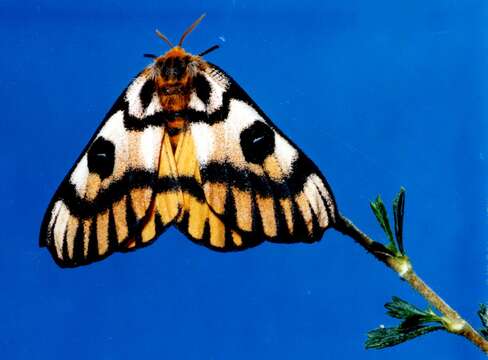 Image of Western Sheepmoth