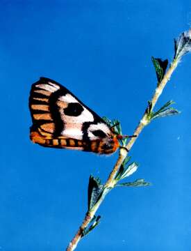 Image of Western Sheepmoth