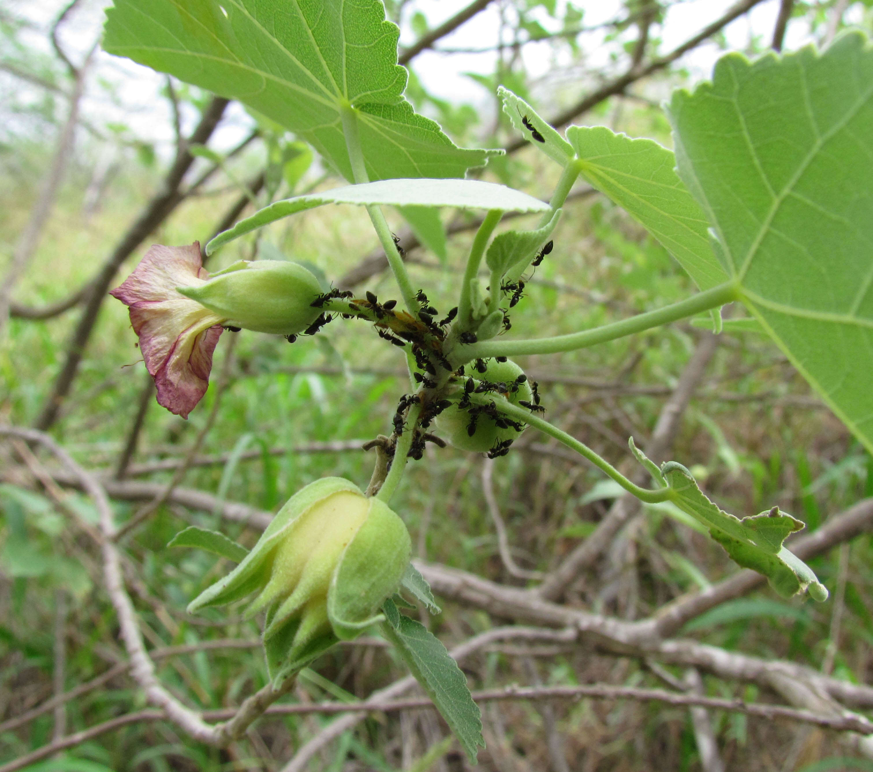 Imagem de Abutilon menziesii Seem.