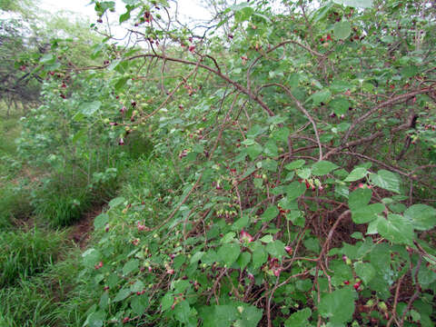 Imagem de Abutilon menziesii Seem.