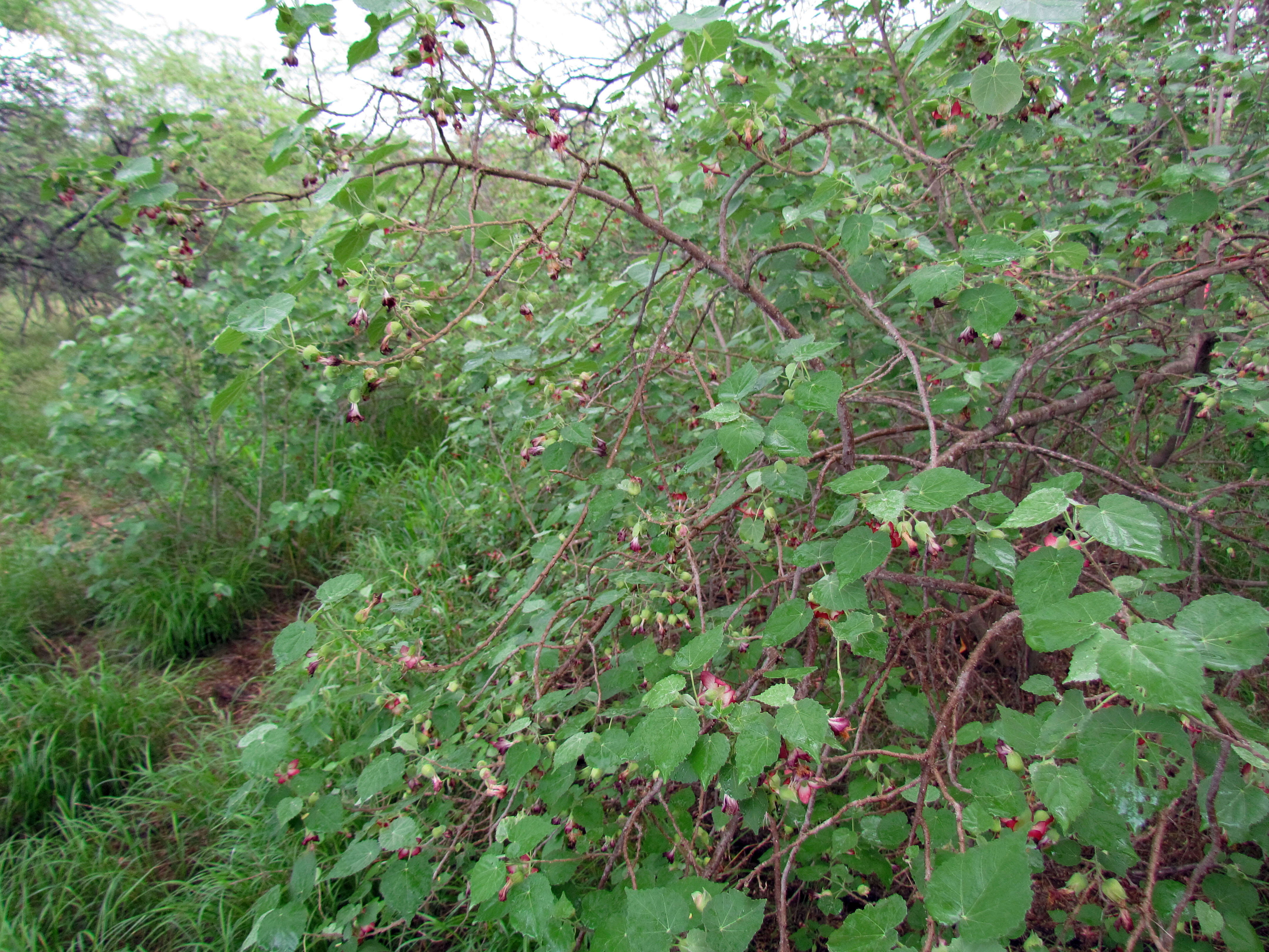 Imagem de Abutilon menziesii Seem.