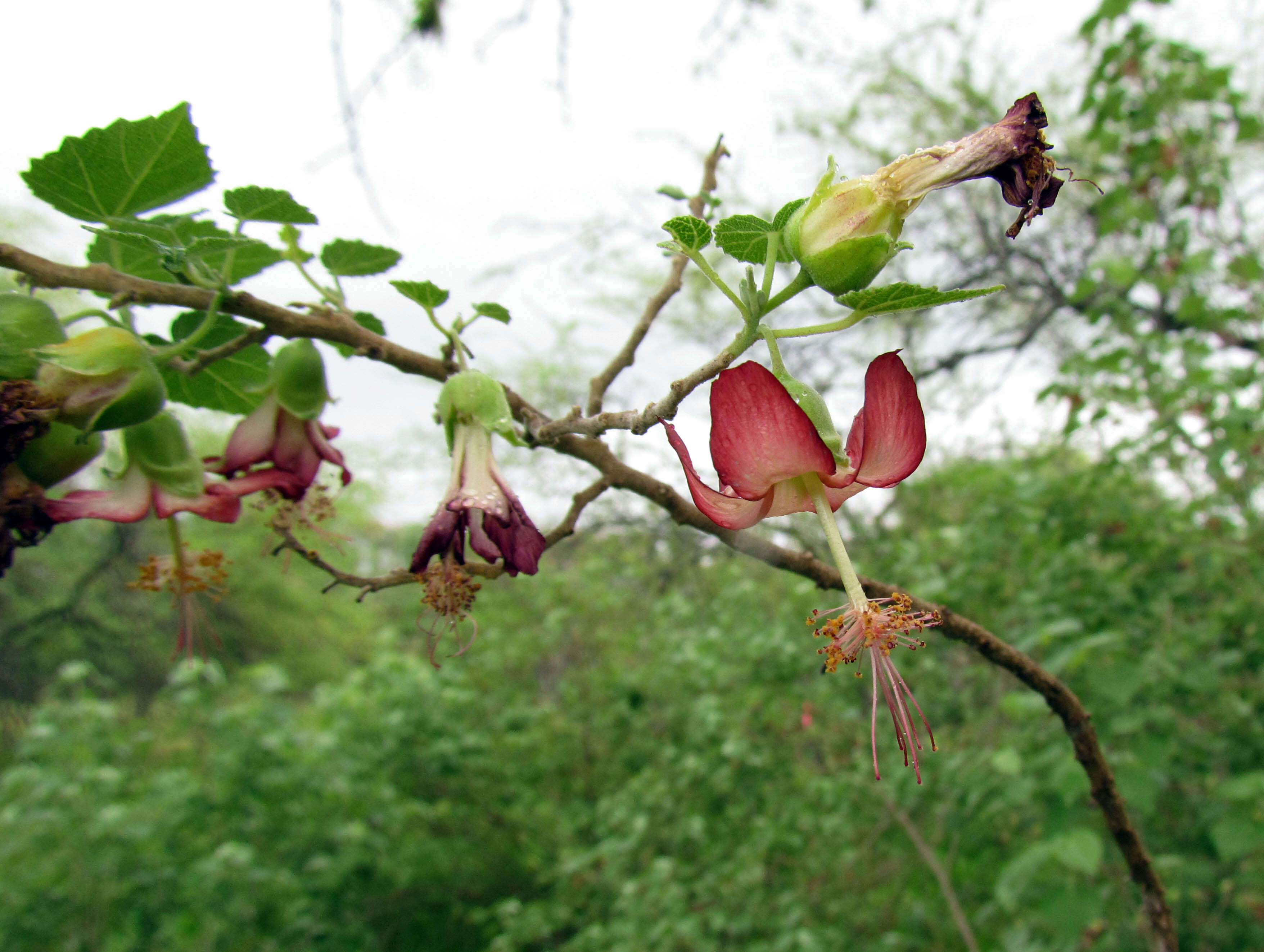 Imagem de Abutilon menziesii Seem.