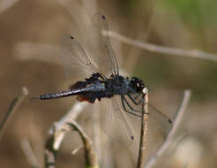 Image of Black Saddlebags