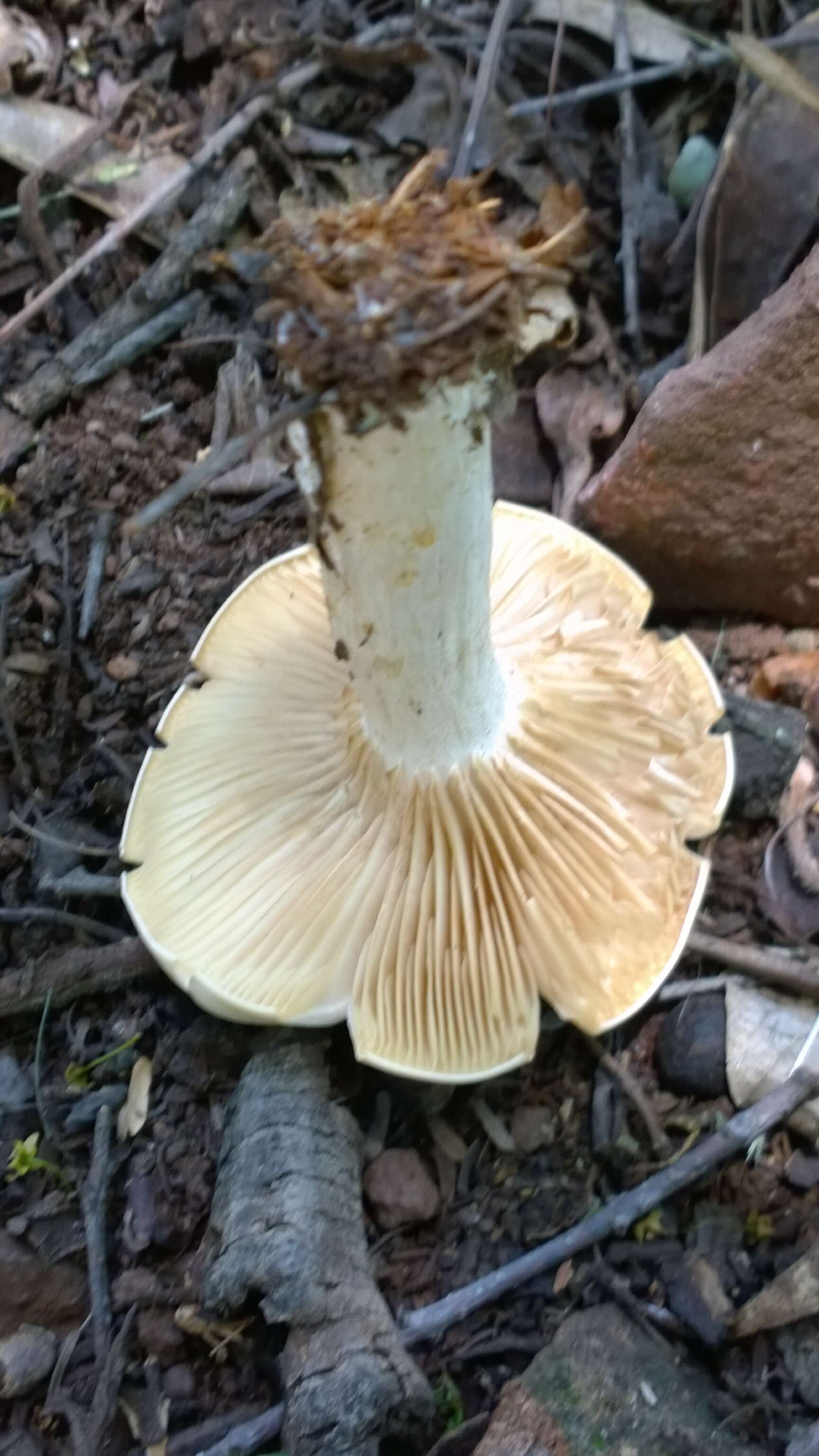 Image of Sweetbread mushroom