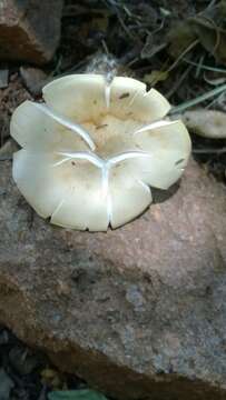 Image of Sweetbread mushroom