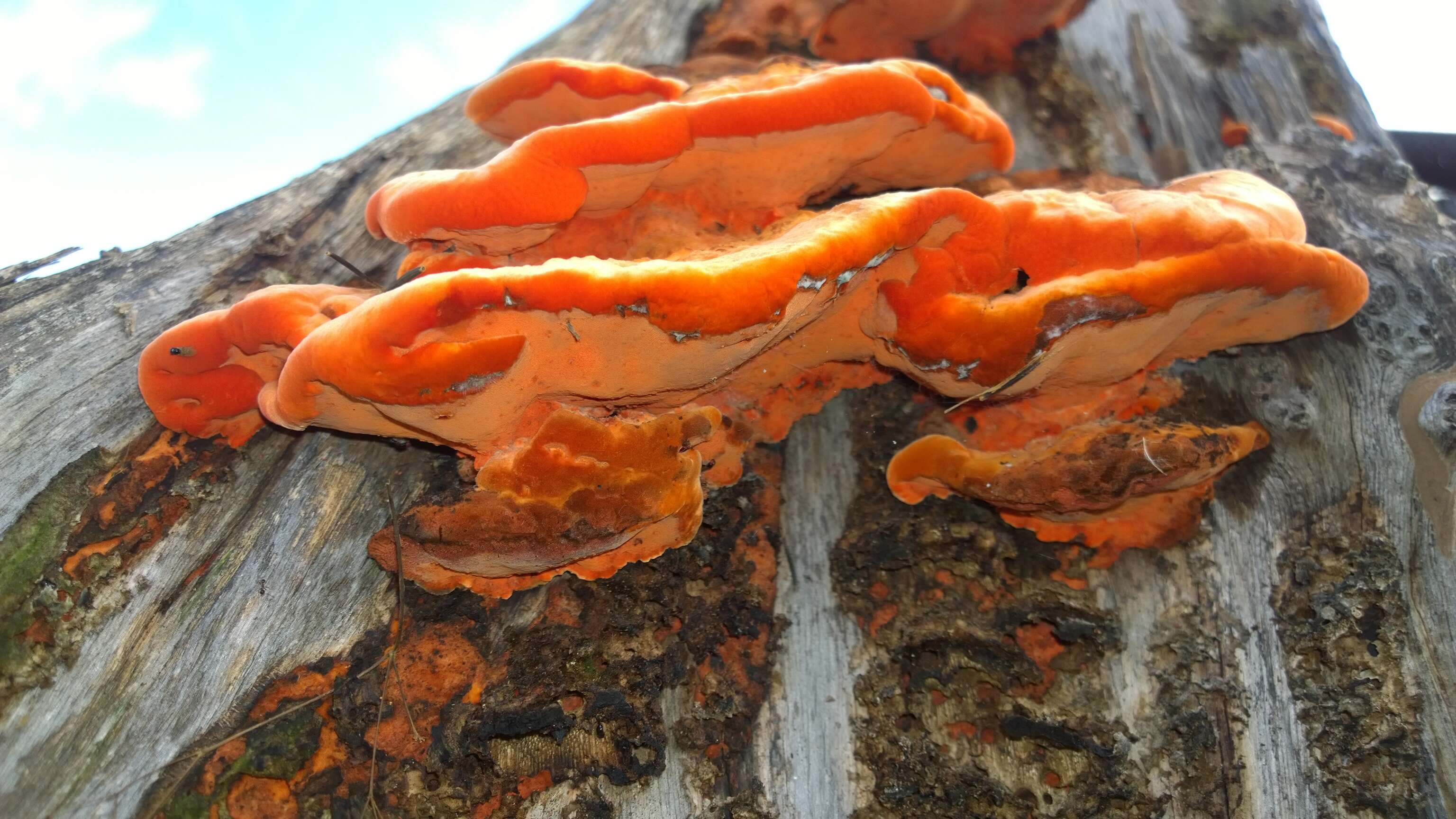 Image of Orange polypore