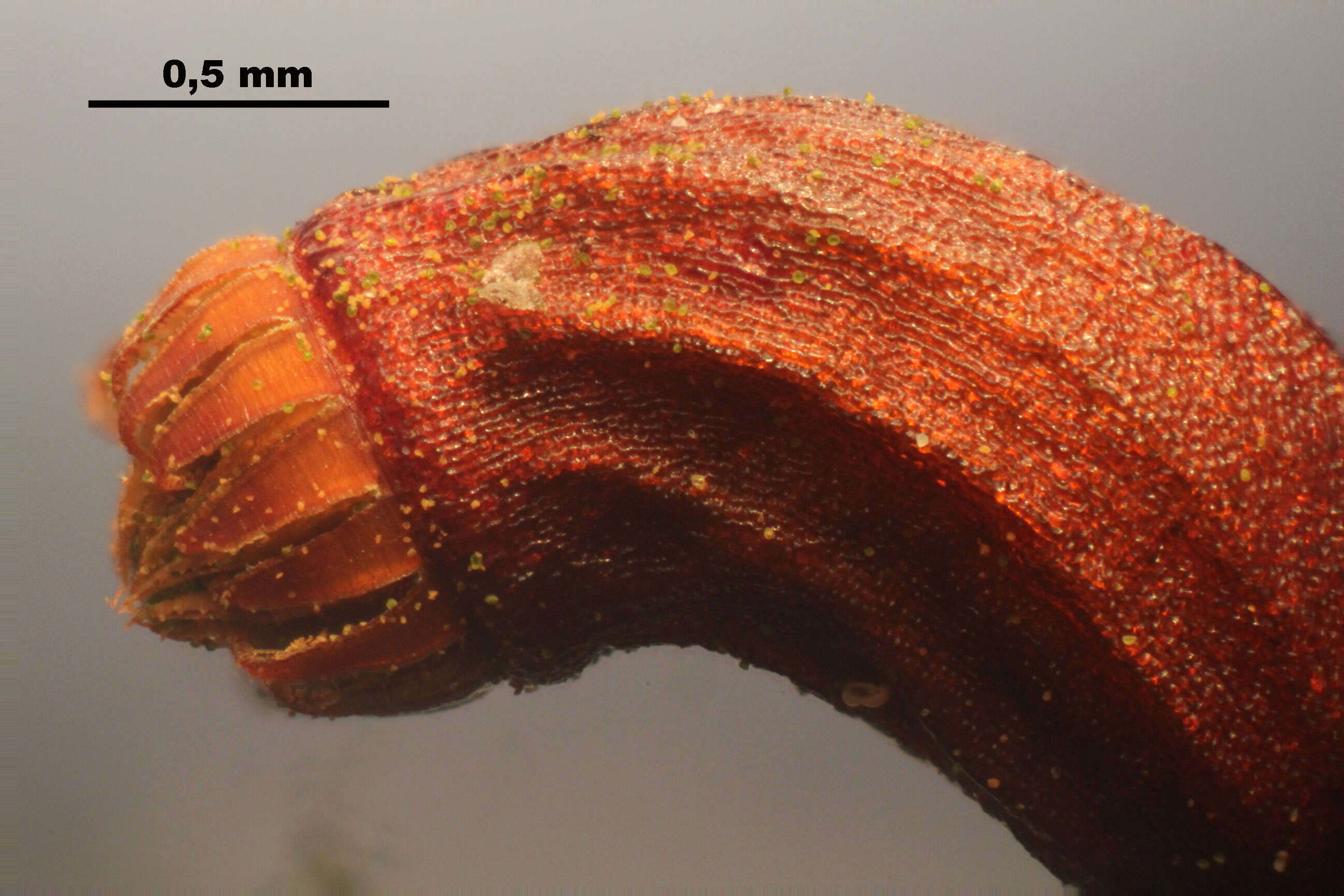 Image of Electrified Cat's Tail Moss