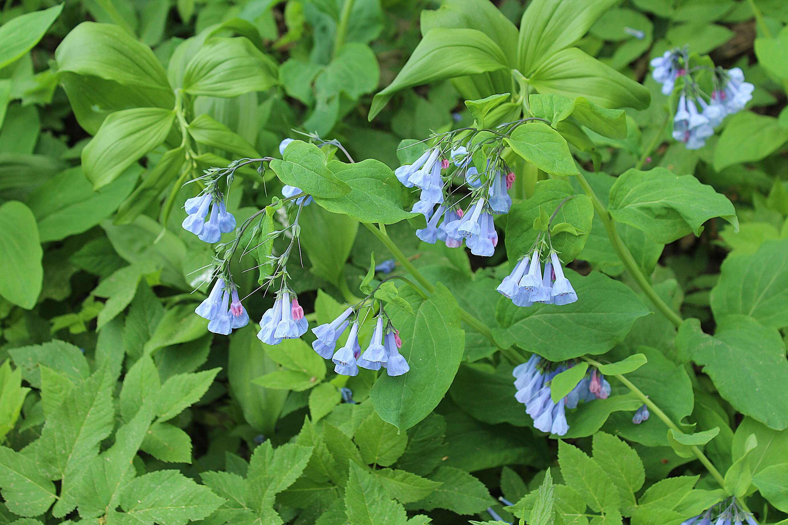 Image of Virginia Bluebell