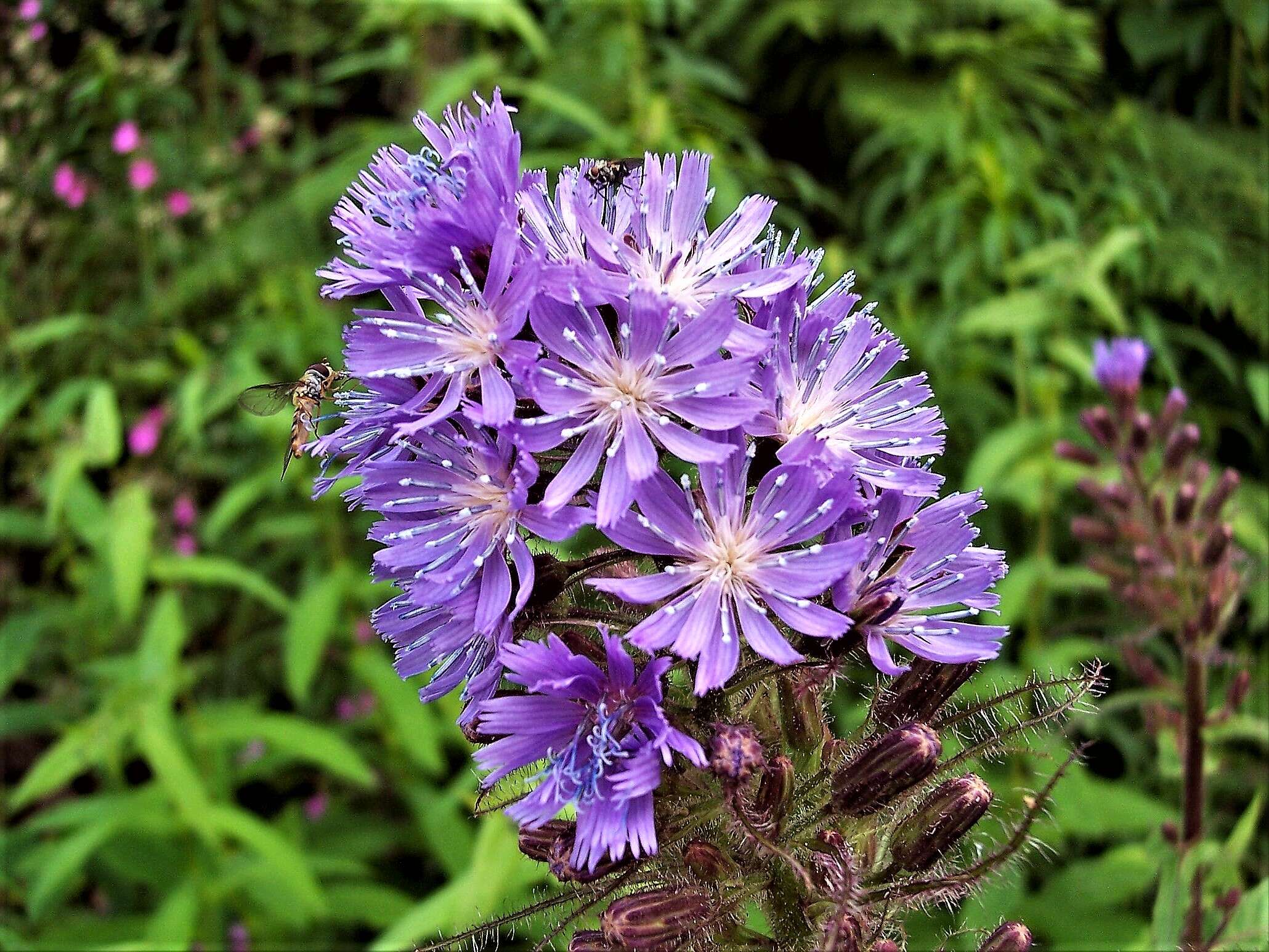 Image de Cicerbita alpina (L.) Wallr.