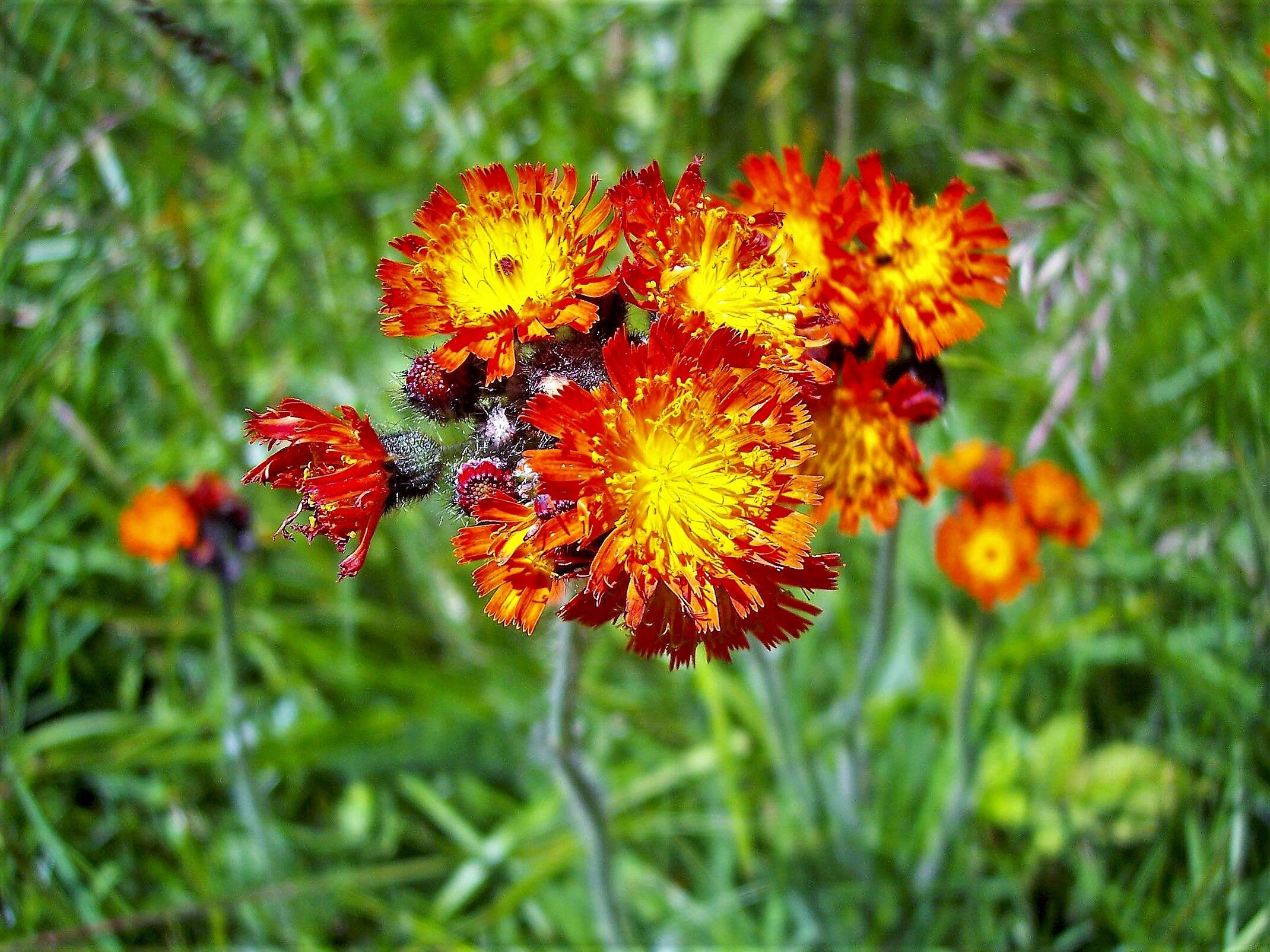 Imagem de Pilosella aurantiaca (L.) Sch. Bip., F. W. Schultz & Sch. Bip.