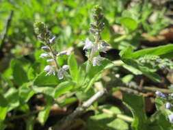 Image of Health Speedwell