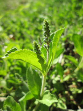 Image of Health Speedwell