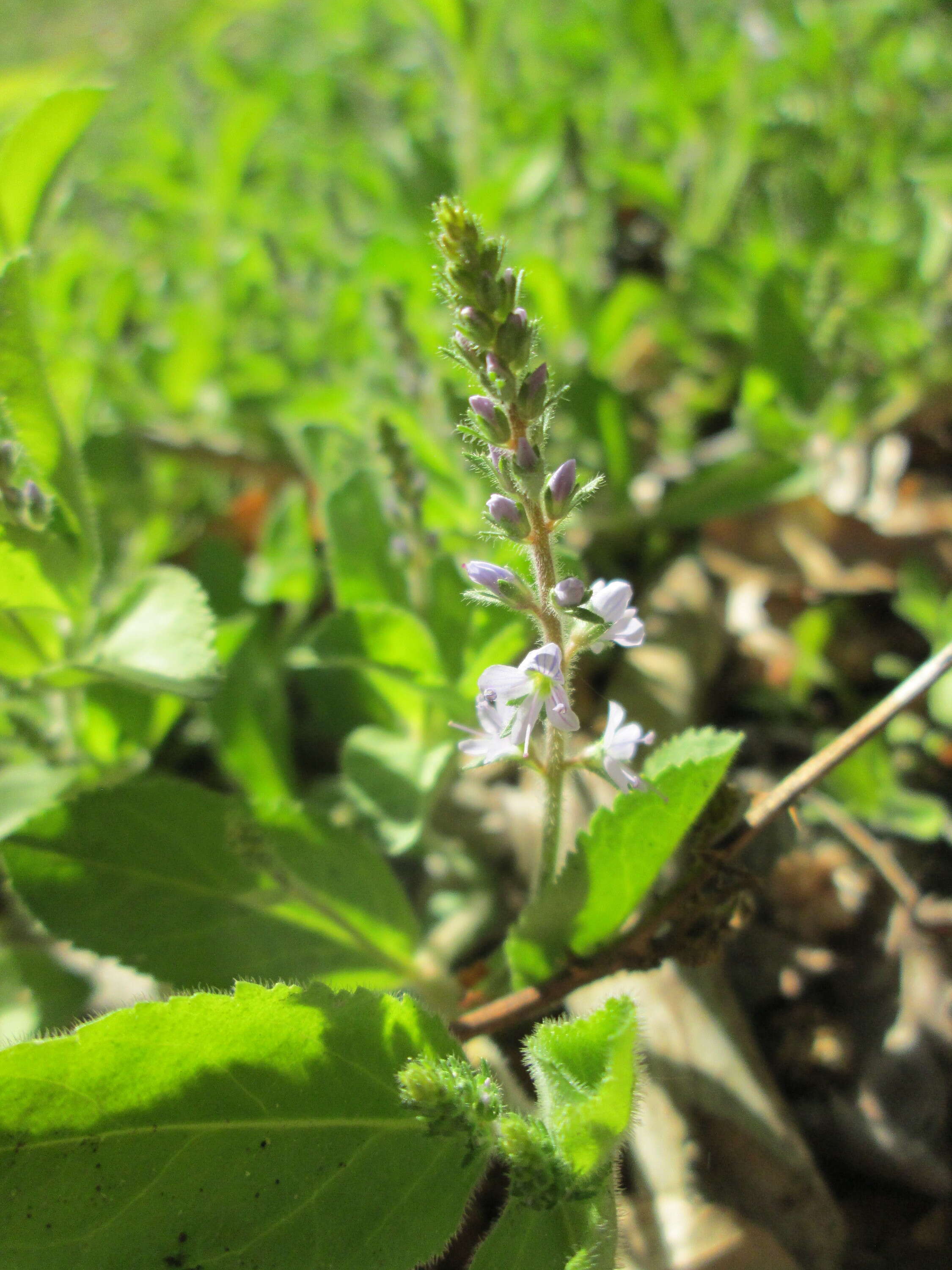 Image of Health Speedwell