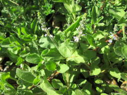 Image of Health Speedwell