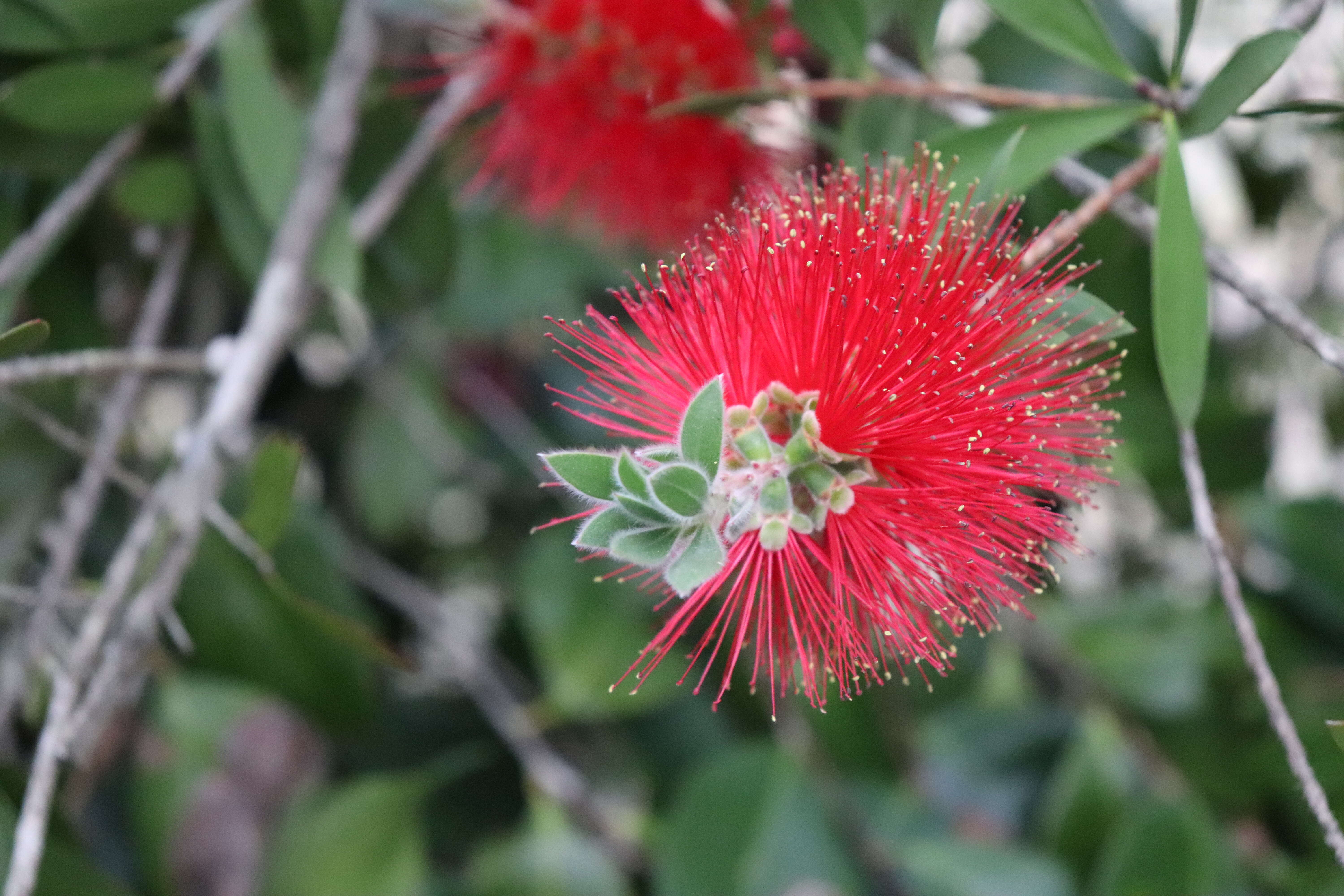 Image of crimson bottlebrush