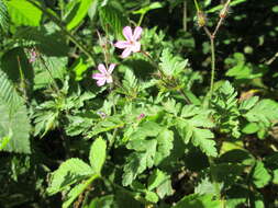 Imagem de Geranium robertianum L.