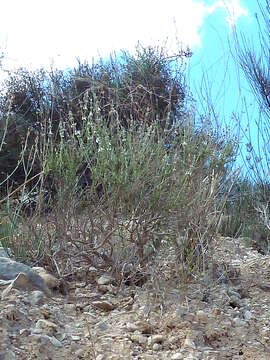 Image of Sideritis leucantha Cav.